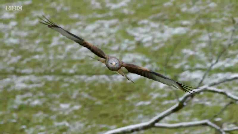 The red kite