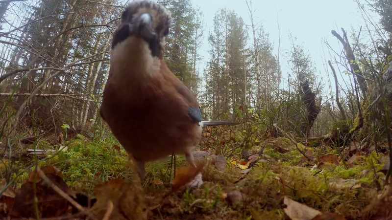 The red squirrel has lost another cache of acorns