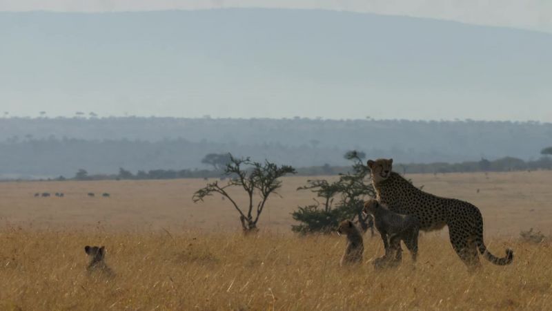 The remaining cubs take their cue from Kuleta