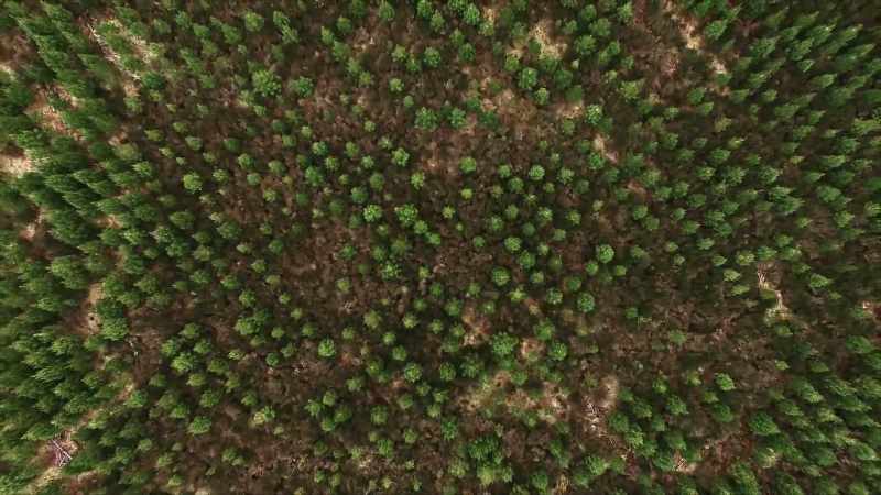 The result is that now we have enormously thick forests