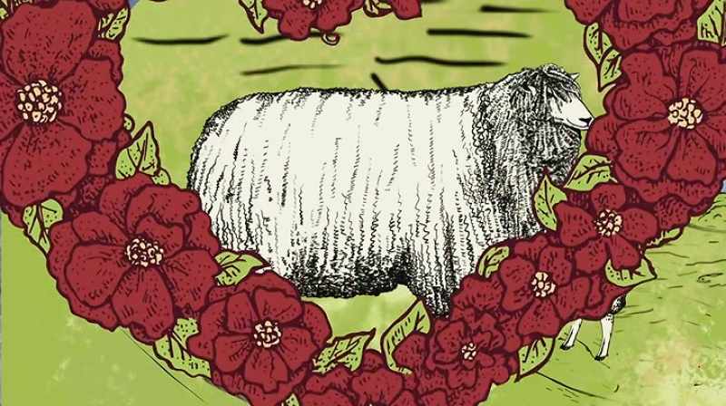 The result -- the leicester sheep