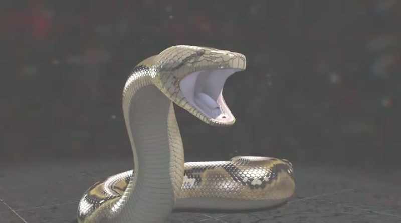 The reticulated python bites its prey