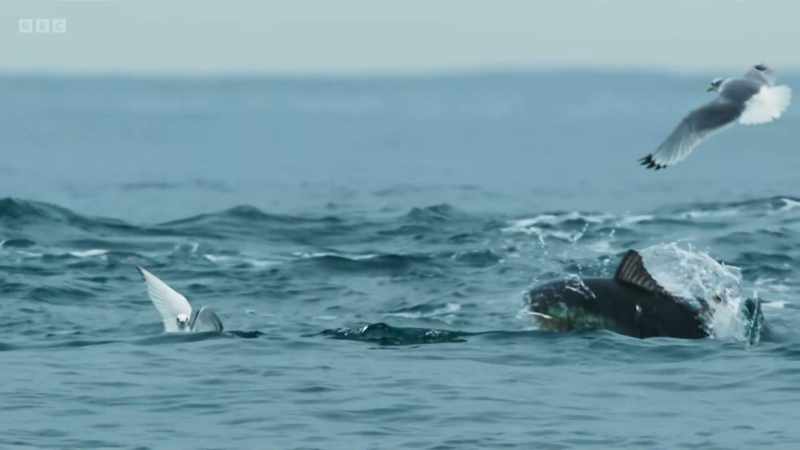 The return of bluefin tuna to our waters