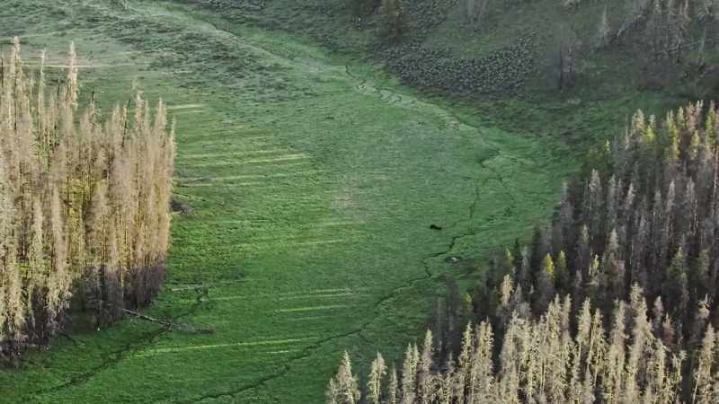 The return of yellowstone's wild heart