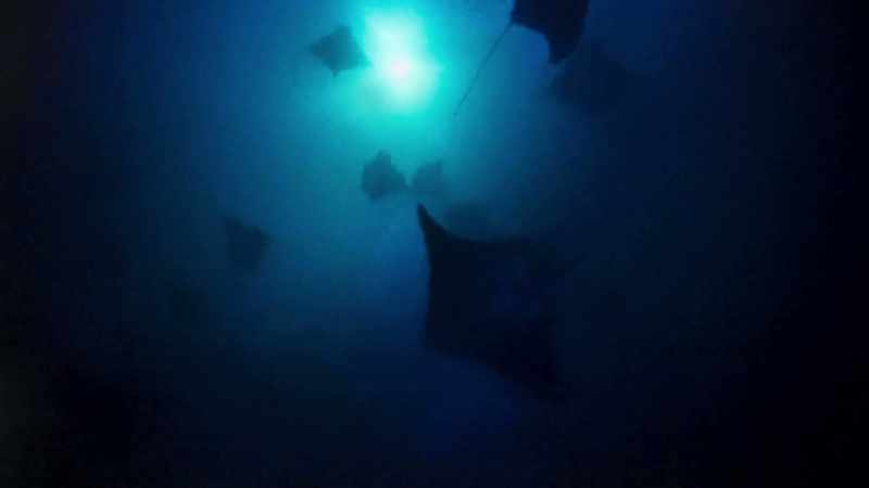 The richness of these waters is based on microscopic plants