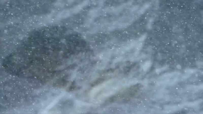 The river otters continue their desperate trek