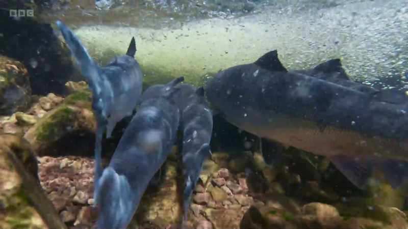 The river rises, so the fish can start moving further upstream