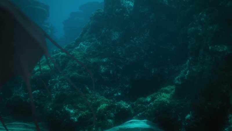 The rocky seabed here has many cracks and crevices