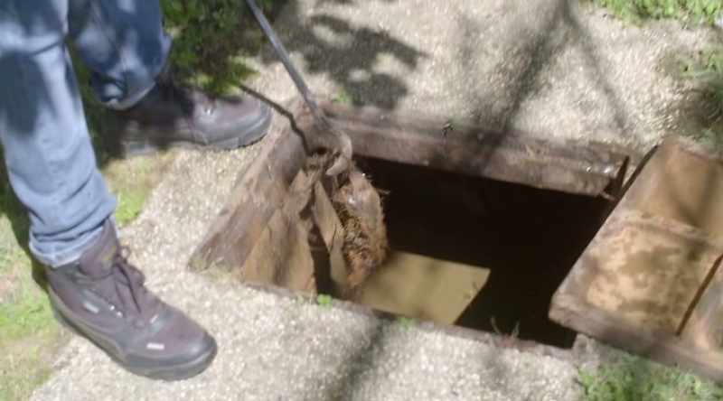 The roots just come through and destroying the pipes