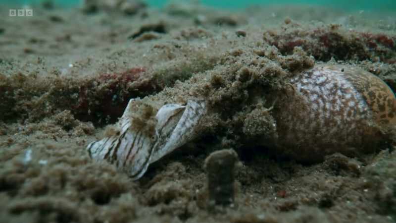 The royal flush sea slug