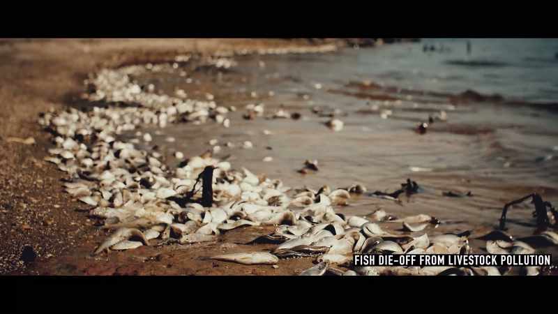 The runoff from those procedures create dead zones in the environment