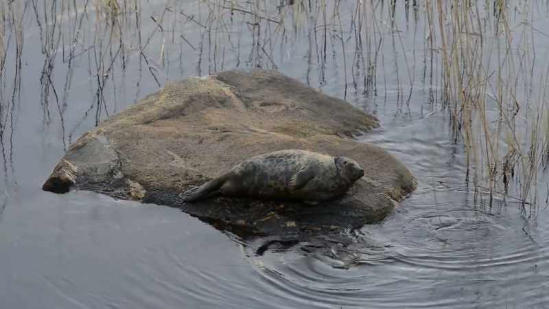 The Saimaa ringed seal