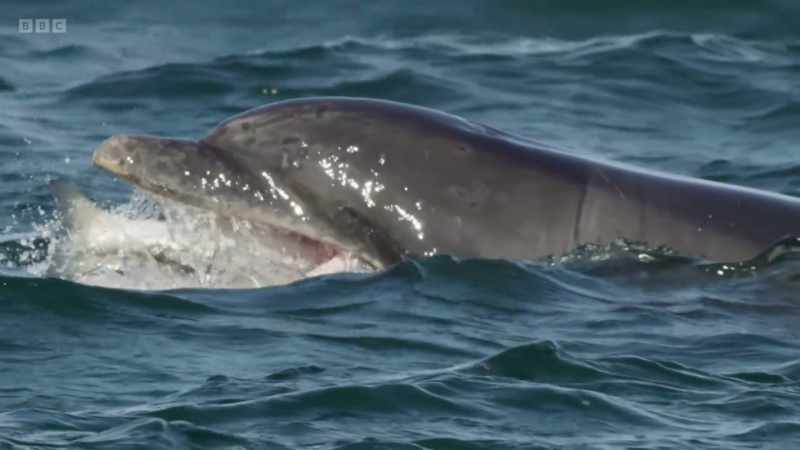 The salmon may be over a metre long and difficult to swallow