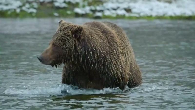 'The salmon season is coming to an end