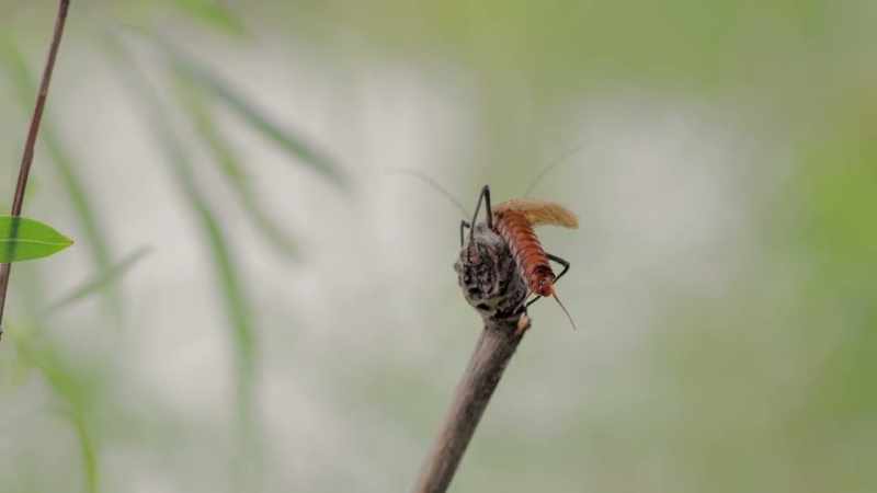The salmonflies have just a few days