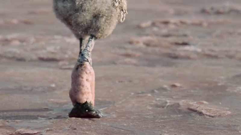 The salt has solidified around their legs