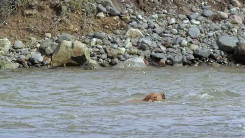The same current drags the calf down