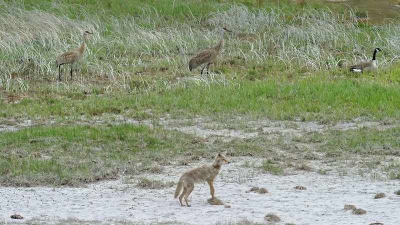The sandhill cranes meet danger head on