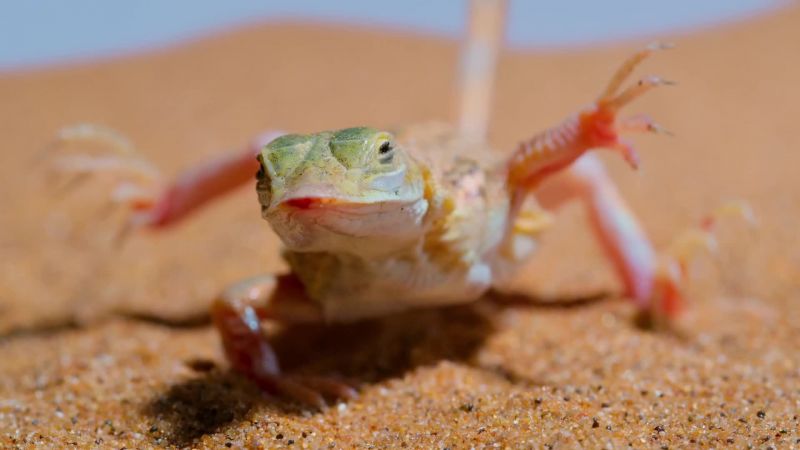 The sand's surface can reach a scorching 70 degrees Celsius