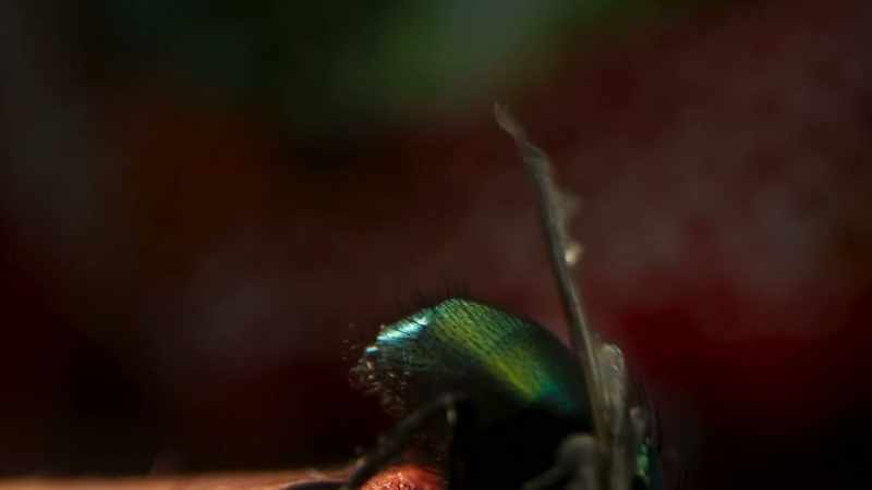 The scent lures the fly deep into the flower
