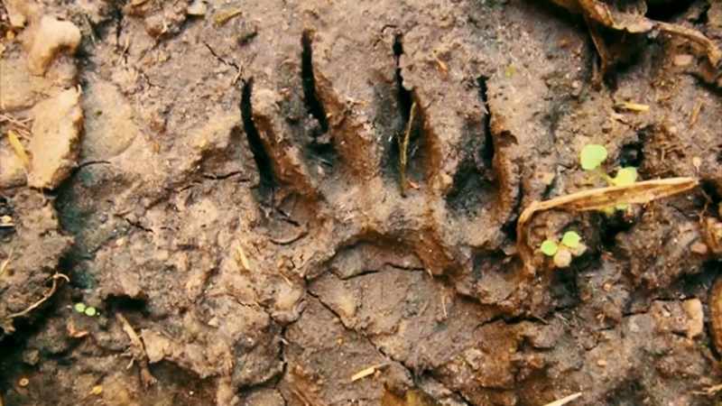 THE SCIENTIFIC EVIDENCE FOR THE BEAR IS SO MINUSCULE