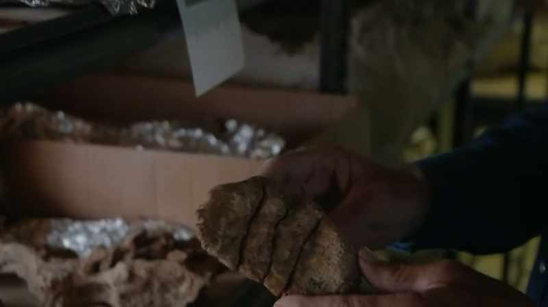 THE SCUTE IS WHAT IS ACTUALLY CALLED AN OSTEODERM