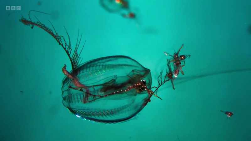 The sea gooseberries themselves, of course