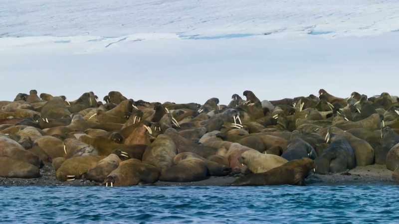 The sea ice is retreating