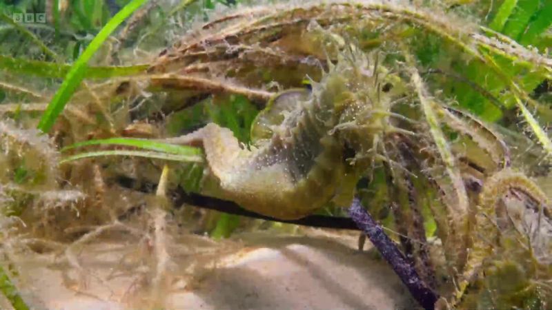 The seagrass provides them