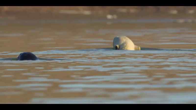 The seal is showing his attacker that he's blown it