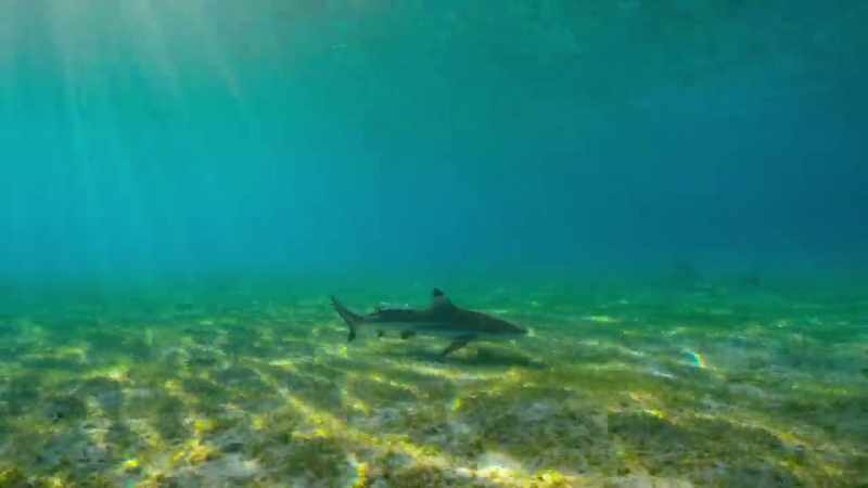 The seas around Misool were fully protected in 2007