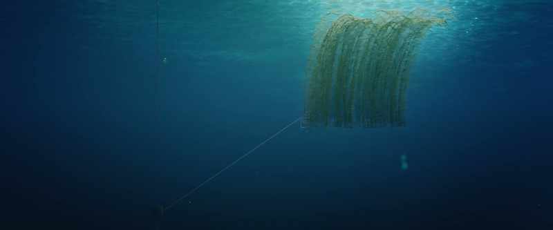 The seaweed can be regularly harvested