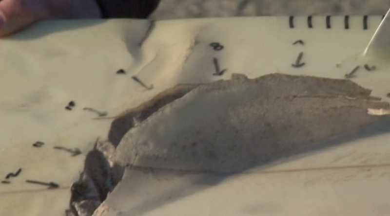 The second shark on the right hand side