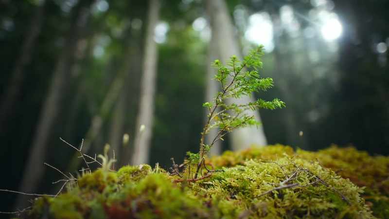The secret to how plants spread