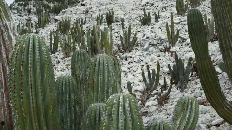 The secret is in the relationship between the cactus