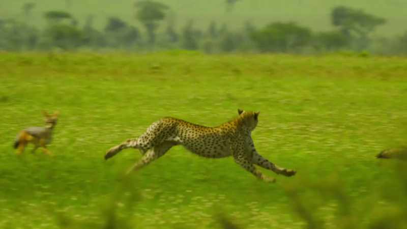 The Serengeti will demand courage from us all
