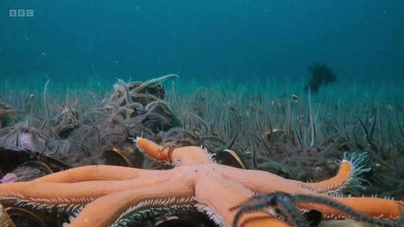 The seven-armed starfish - half a metre across