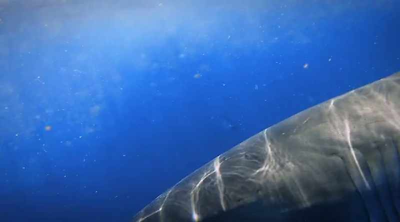 The shark circles