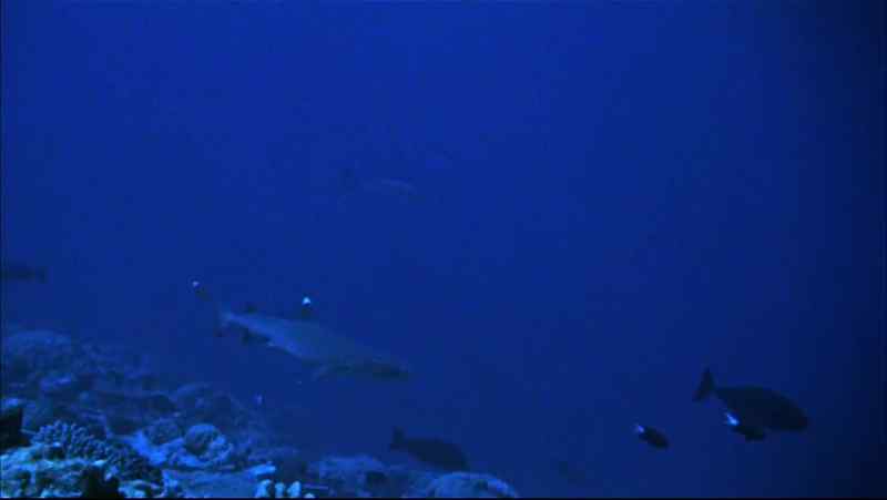 The shark, lacking this cleverness