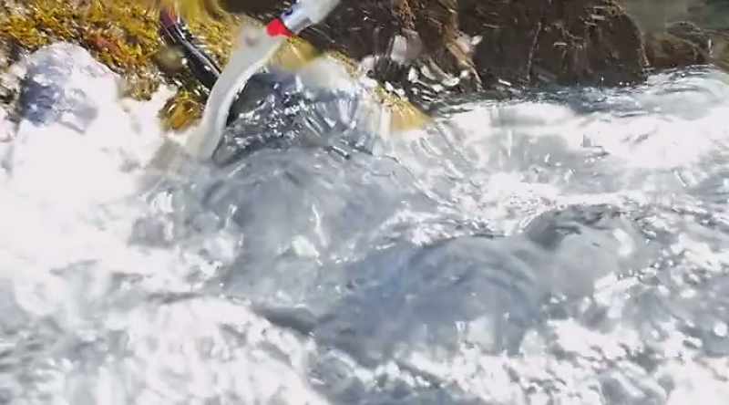 The shark is not attacking a fish;