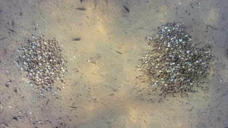 The shells are not just for display