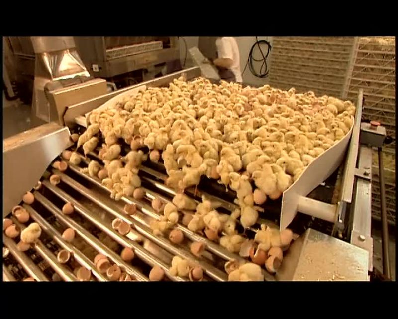 THE SHELLS, WHICH ARE HIGH IN CALCIUM