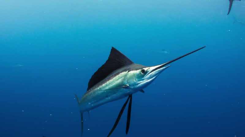 The shoal has now been largely dispersed