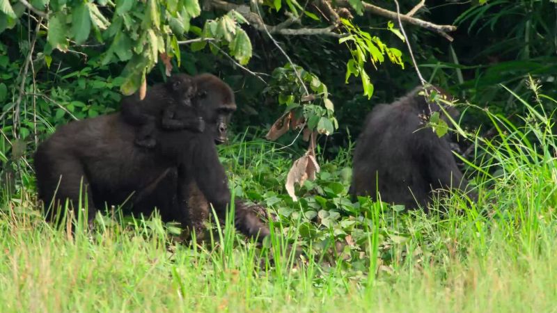 The silverback's family are not the only gorillas here