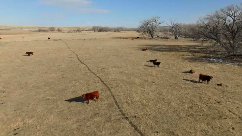 The site of the most recent cattle mutilation