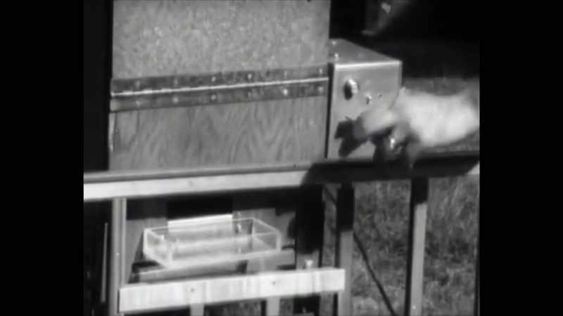 The Skinner Box was meant to