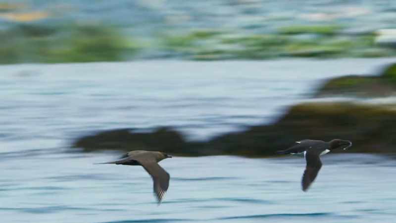 The skuas' long rake back wings