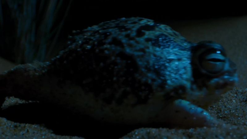 The sleepy frog transforms into a termite terminator