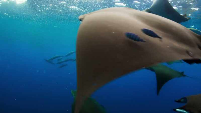 The slower swimming rays arrive at last