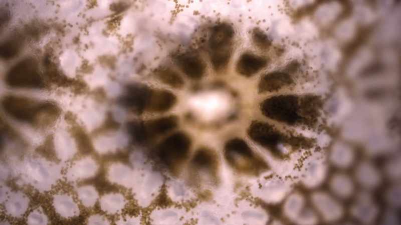 The small plants that live inside their tissues